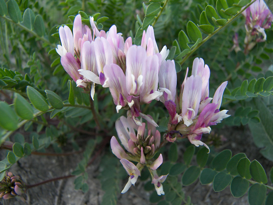 Изображение особи Astragalus demetrii.