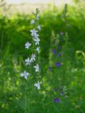 Delphinium ajacis. Верхушка цветущего растения. Республика Молдова, пригород Кишинёва, в огороде посёлка Кодру. 3 июня 2011 г.