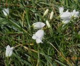 Campanula polymorpha