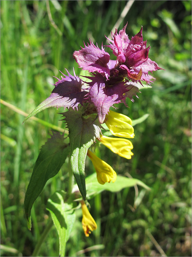 Image of Melampyrum nemorosum specimen.