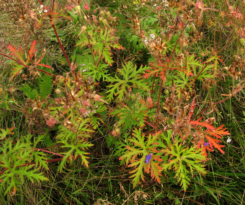 Image of Geranium transbaicalicum specimen.