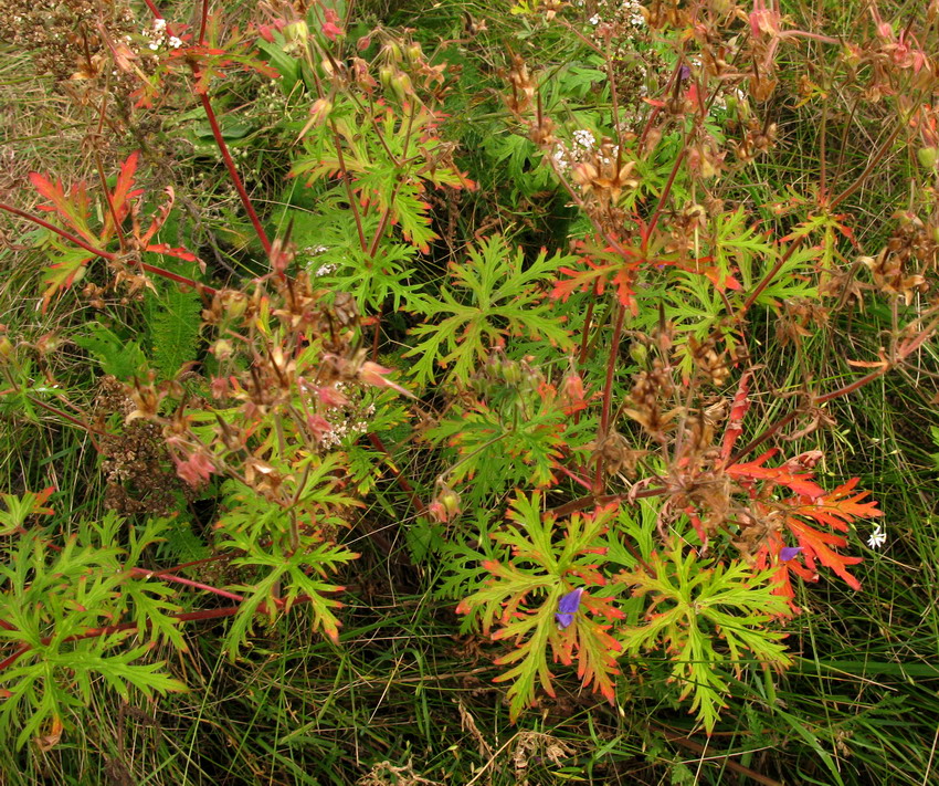 Изображение особи Geranium transbaicalicum.