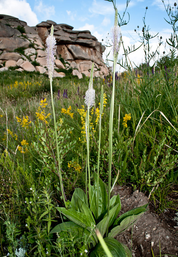 Image of Plantago urvillei specimen.