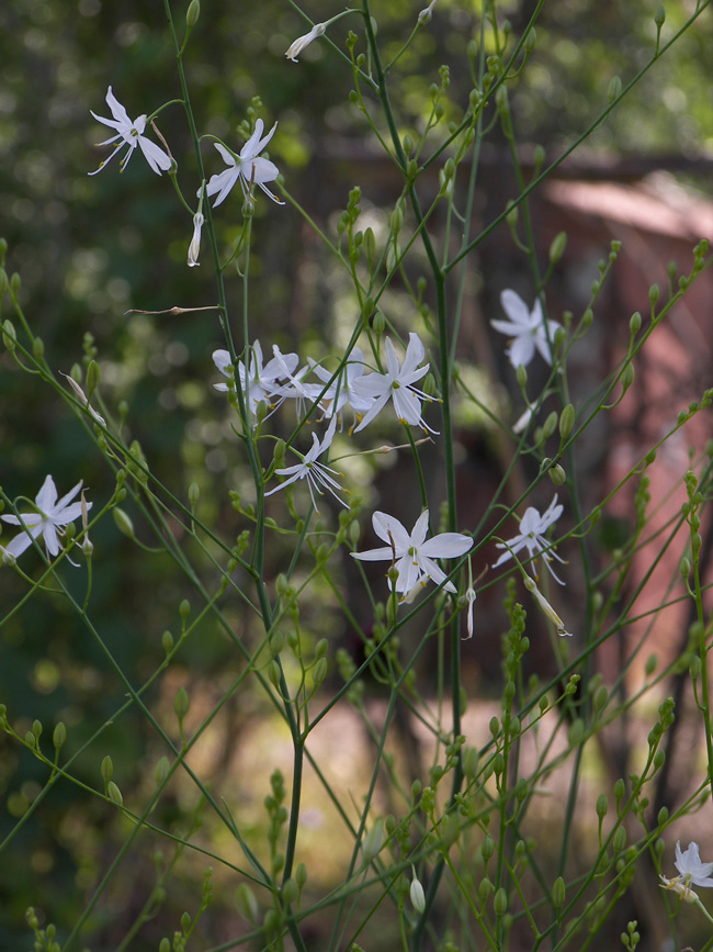 Изображение особи Anthericum undulatum.