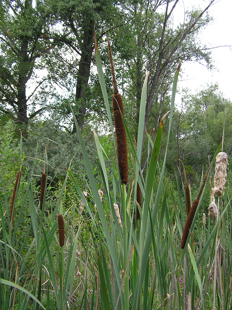 Изображение особи Typha latifolia.