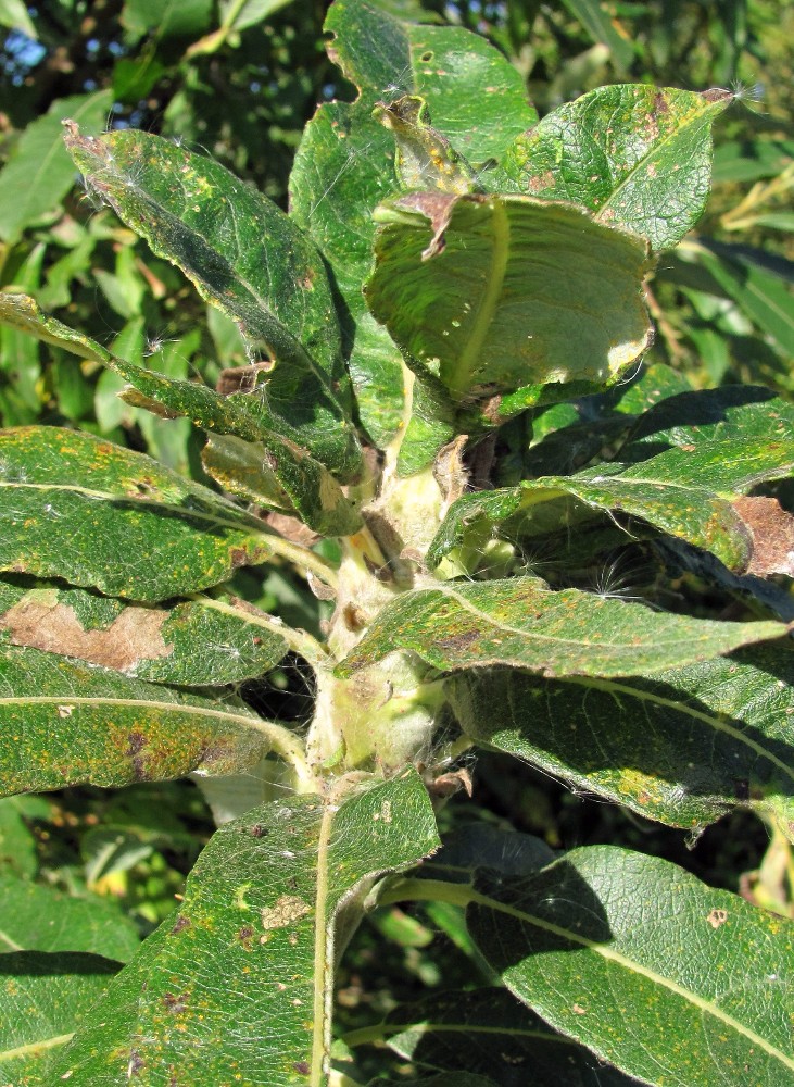 Image of Salix gmelinii specimen.