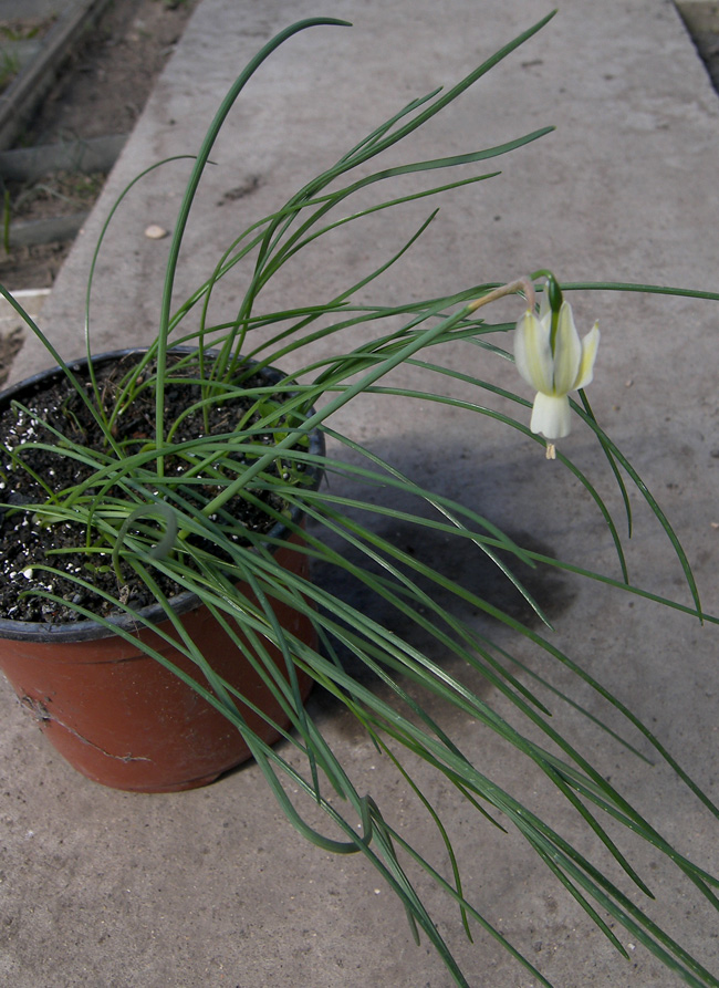 Image of Narcissus triandrus var. alejandrei specimen.