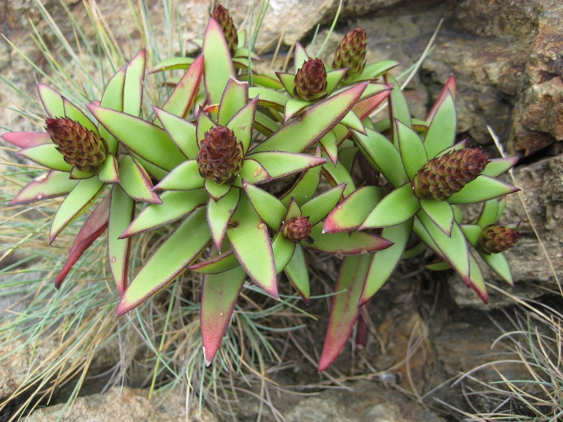 Image of Orostachys maximowiczii specimen.