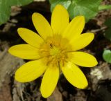 Ficaria verna