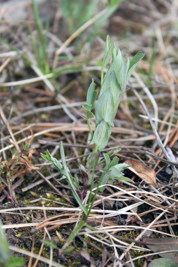 Изображение особи Lathyrus pratensis.