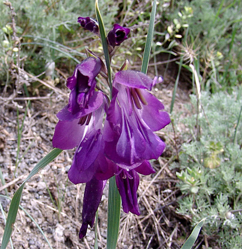 Image of Gladiolus atroviolaceus specimen.