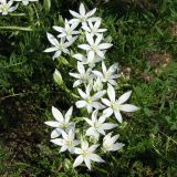 род Ornithogalum