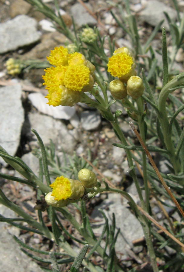 Изображение особи Helichrysum italicum.