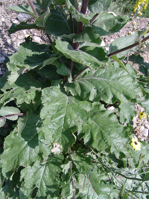 Image of Verbascum formosum specimen.