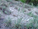 Agropyron pinifolium