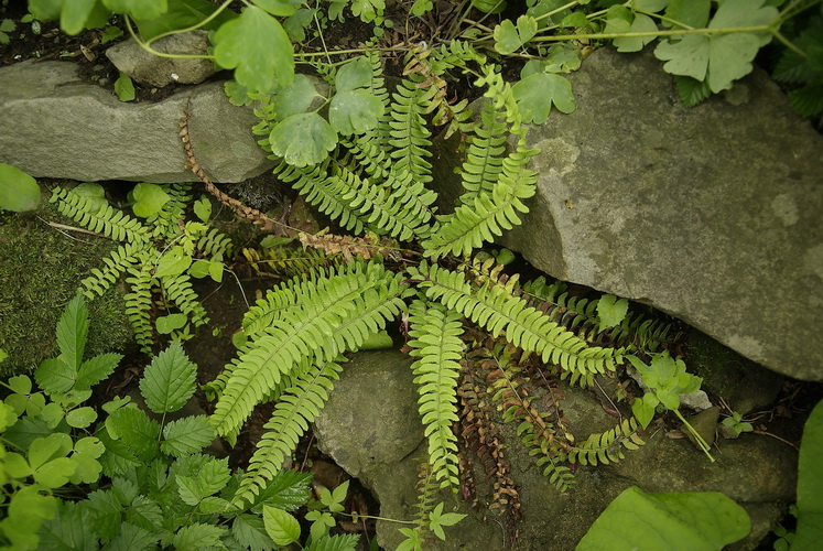 Image of Polystichum craspedosorum specimen.