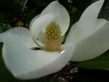 Magnolia grandiflora