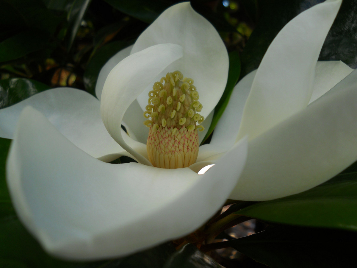 Image of Magnolia grandiflora specimen.