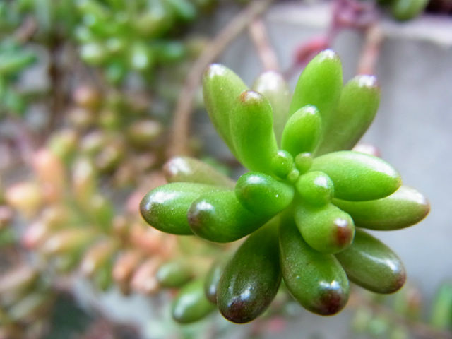 Image of Sedum rubrotinctum specimen.