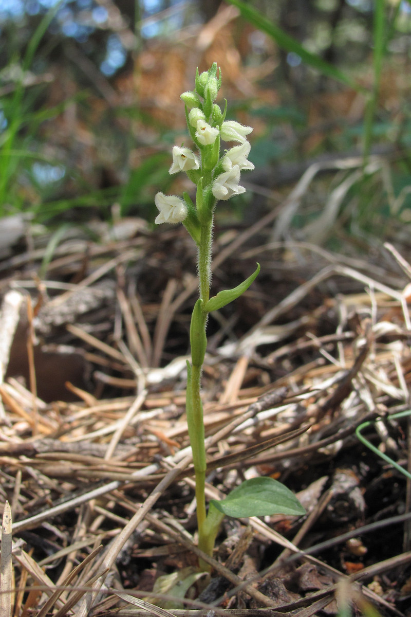 Image of Goodyera repens specimen.
