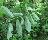 Salix &times; krausei