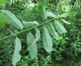 Salix × krausei