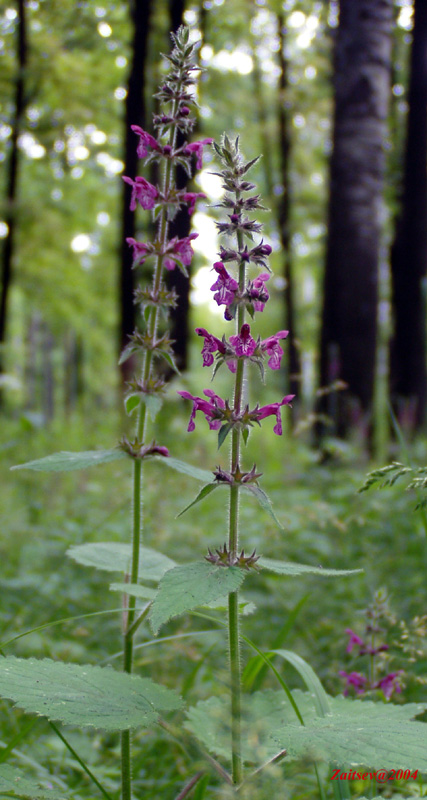 Изображение особи Stachys sylvatica.