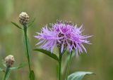 Centaurea jacea