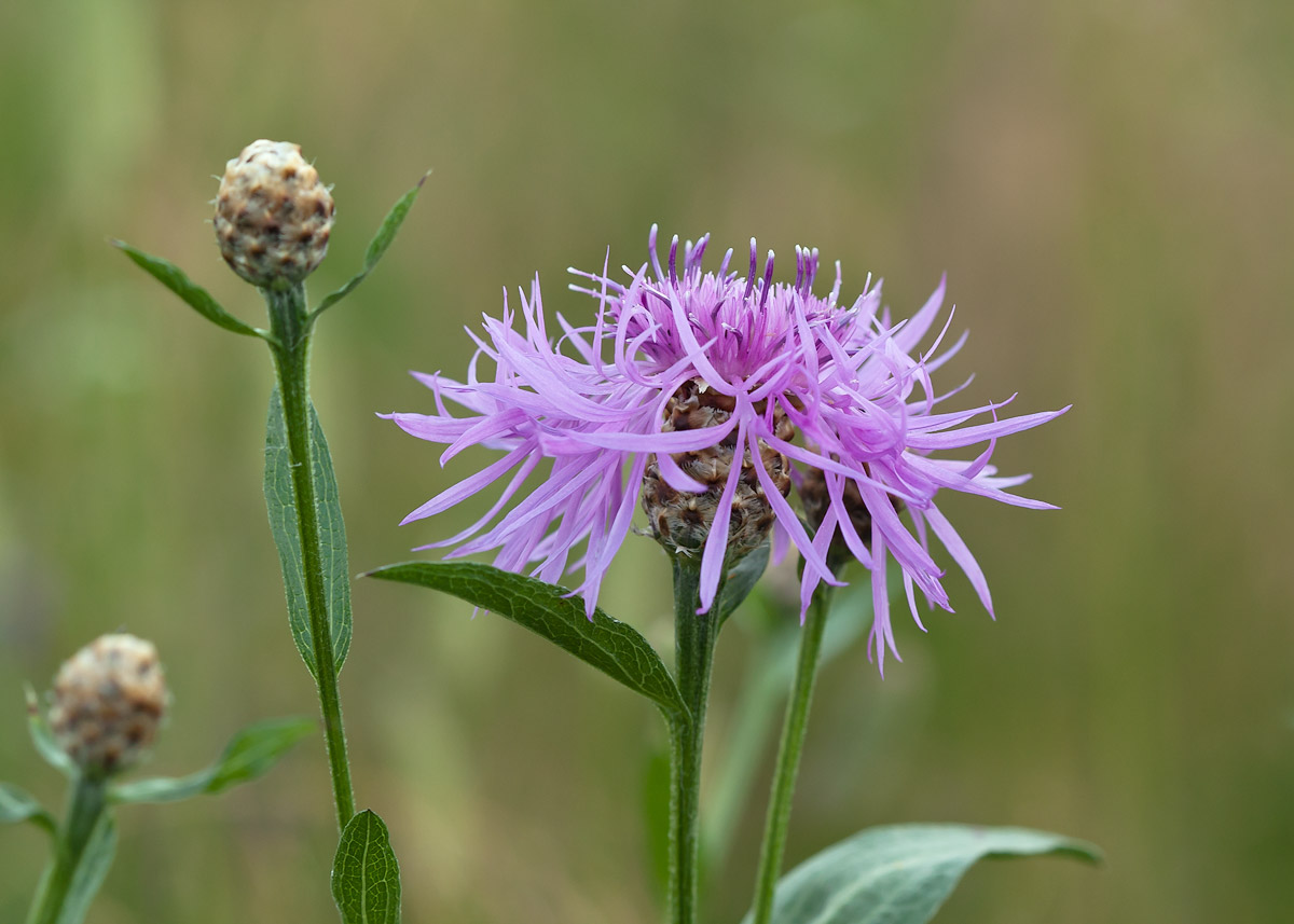 Изображение особи Centaurea jacea.