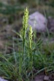 Poa bulbosa ssp. vivipara