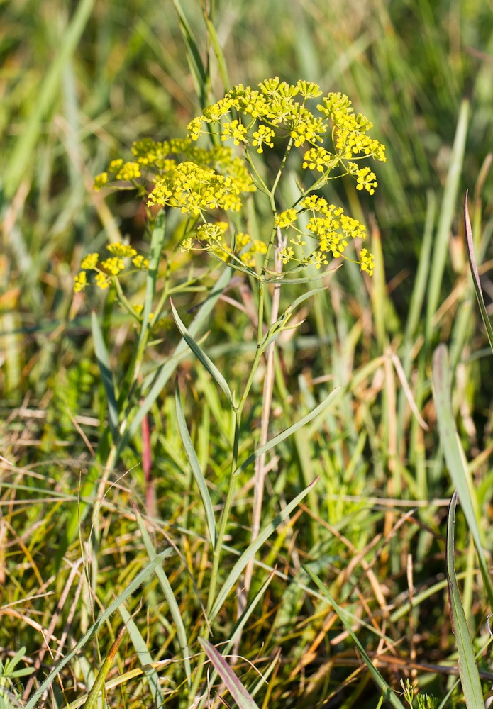 Image of Bupleurum krylovianum specimen.