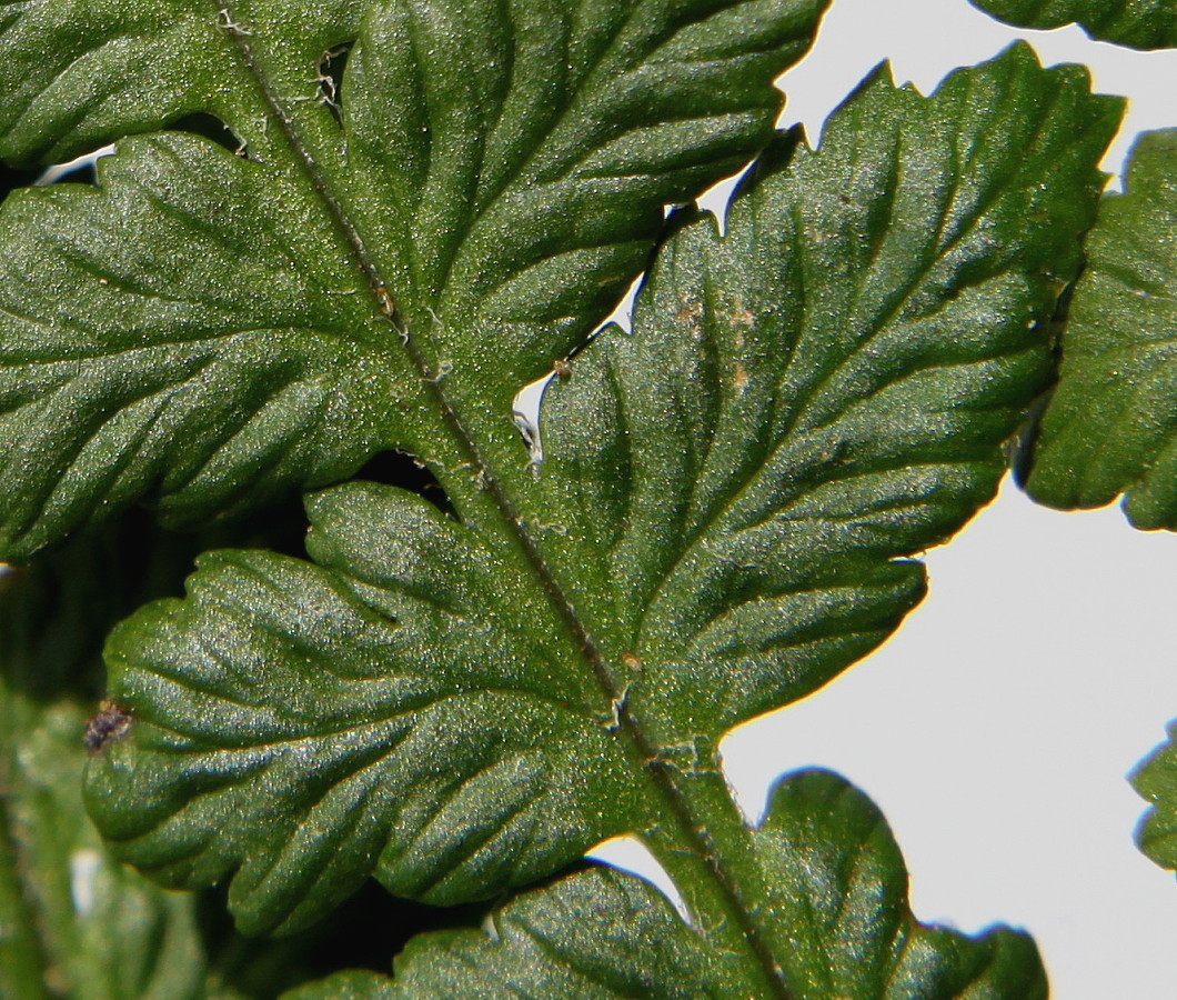 Image of Dryopteris filix-mas specimen.