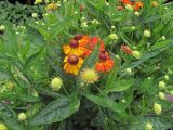 Helenium autumnale