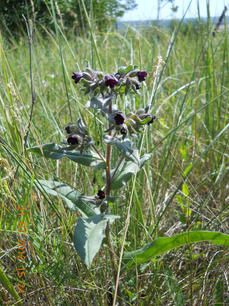 Image of Nonea rossica specimen.