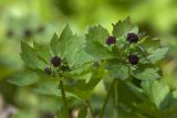 Sanicula rubriflora. Верхушка цветущего растения. Амурская область, Хинганский заповедник, Хинганское лесн., корд. Эракта. 18.05.2012.