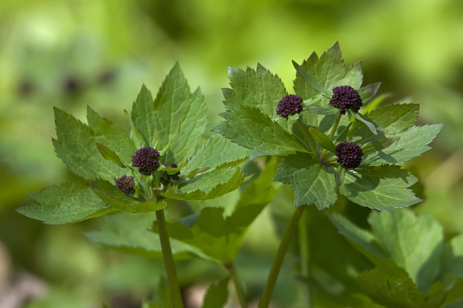 Изображение особи Sanicula rubriflora.