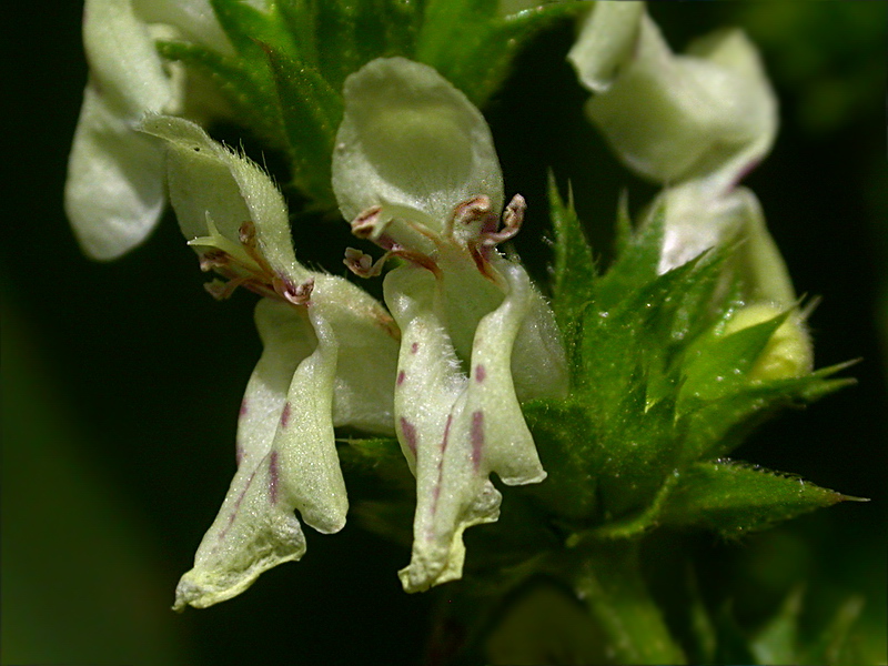 Image of Stachys recta specimen.