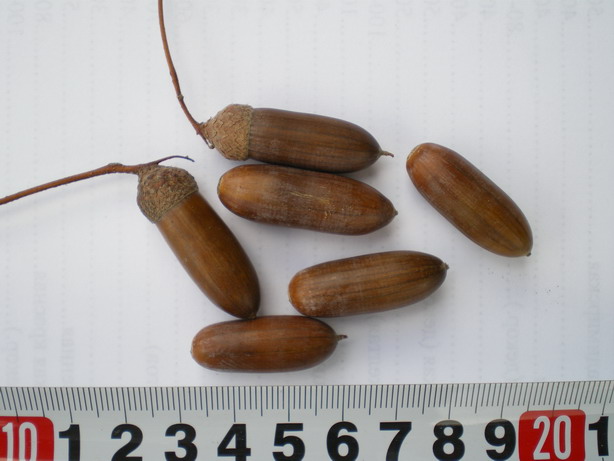 Изображение особи род Quercus.