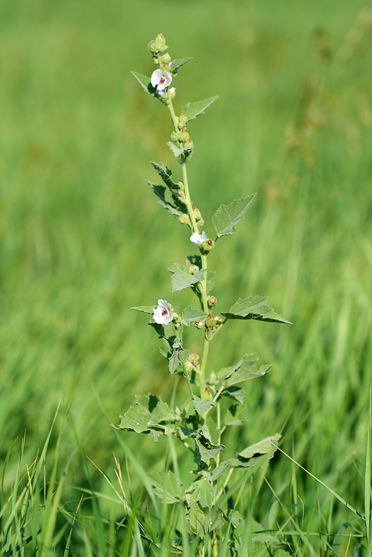 Изображение особи Althaea officinalis.