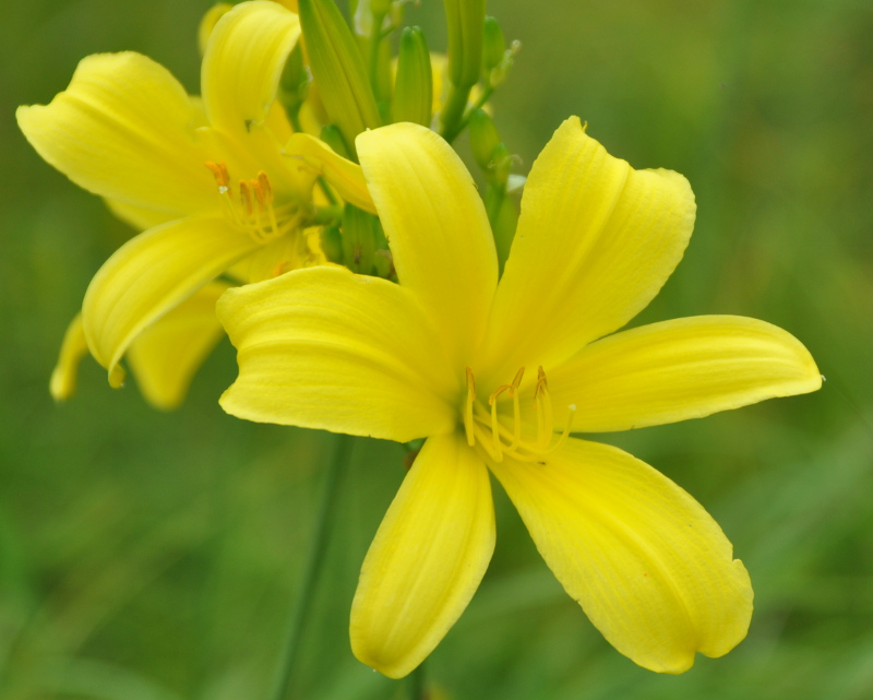 Image of Hemerocallis minor specimen.