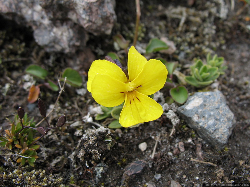 Image of Viola minuta specimen.