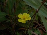 genus Cosmos. Соцветие. Камбоджа, археологический парк Ангкор. 29 июня 2012 г.