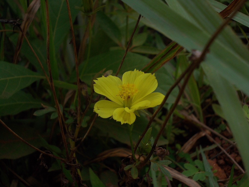 Image of genus Cosmos specimen.