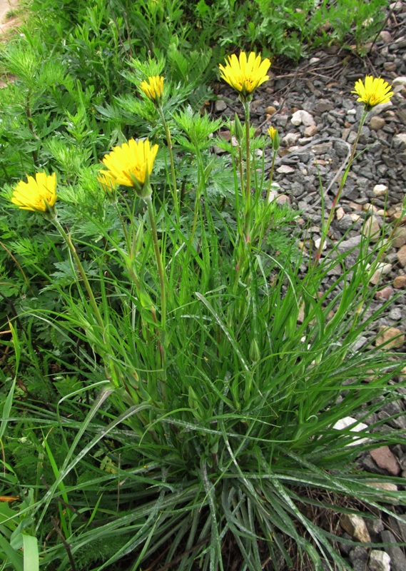 Изображение особи род Tragopogon.