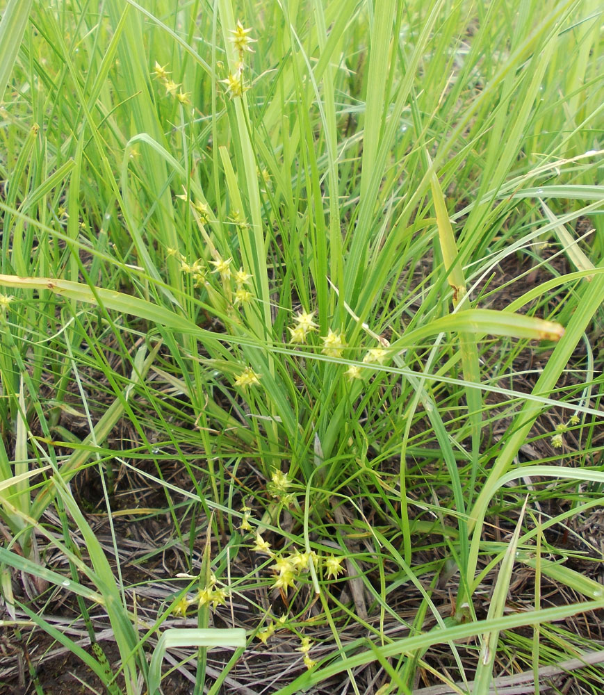 Изображение особи Carex angustior.
