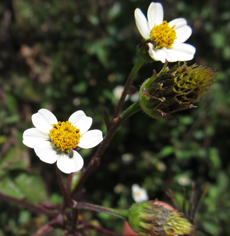 Image of Bidens pilosa specimen.
