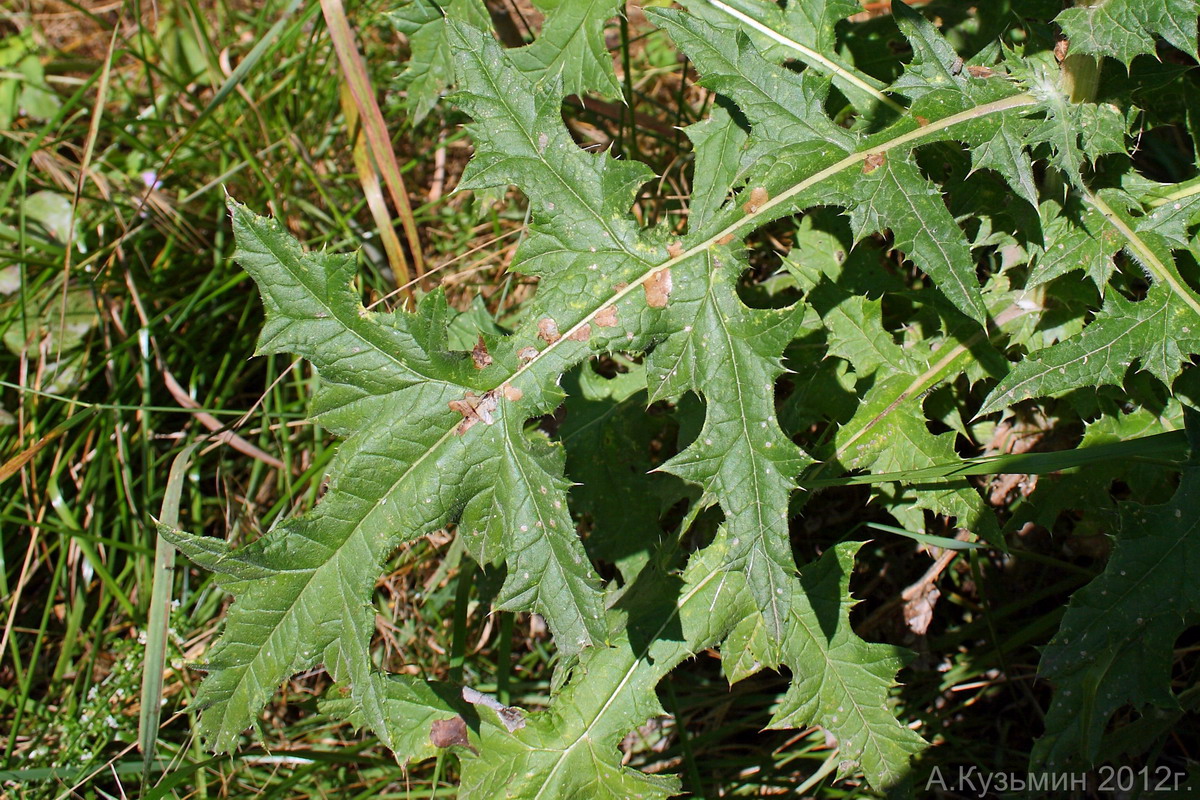 Image of Echinops sphaerocephalus specimen.