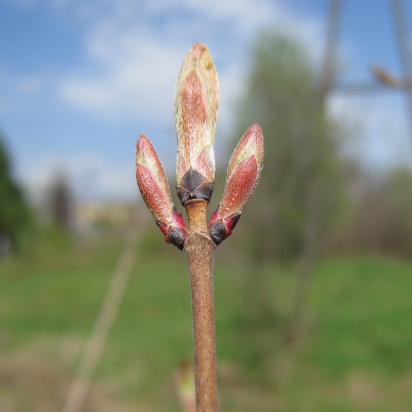 Image of Acer mono specimen.