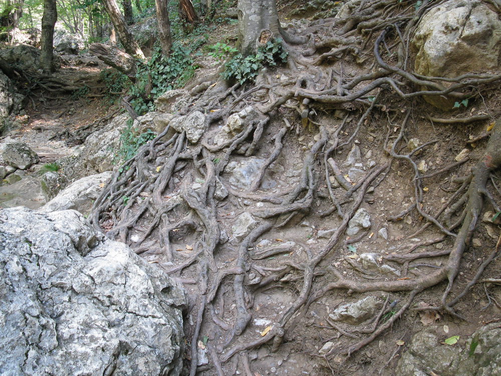 Image of Fagus &times; taurica specimen.