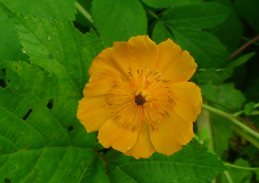 Image of Trollius sachalinensis specimen.